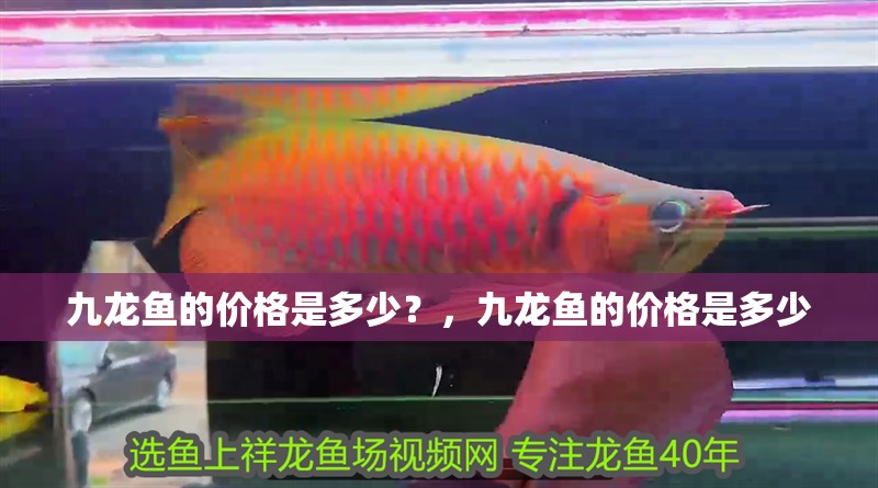 九龍魚的價格是多少？，九龍魚的價格是多少