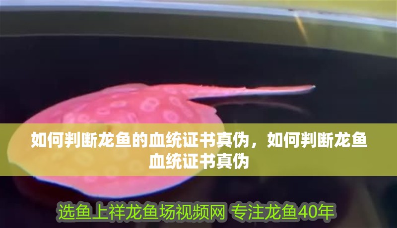 如何判斷龍魚的血統證書真偽，如何判斷龍魚血統證書真偽