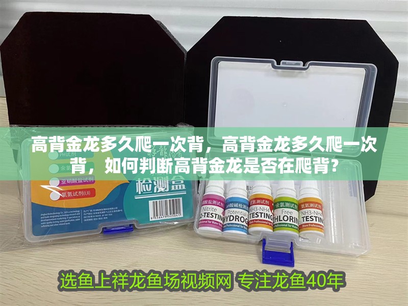 高背金龍多久爬一次背，高背金龍多久爬一次背，如何判斷高背金龍是否在爬背？