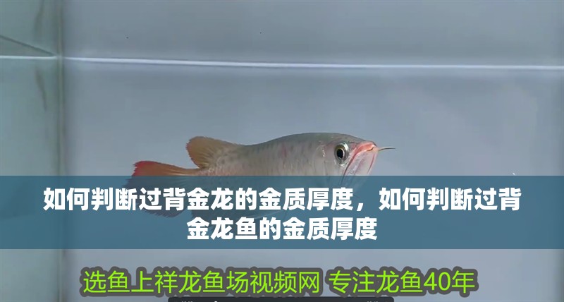 如何判斷過背金龍的金質厚度，如何判斷過背金龍魚的金質厚度
