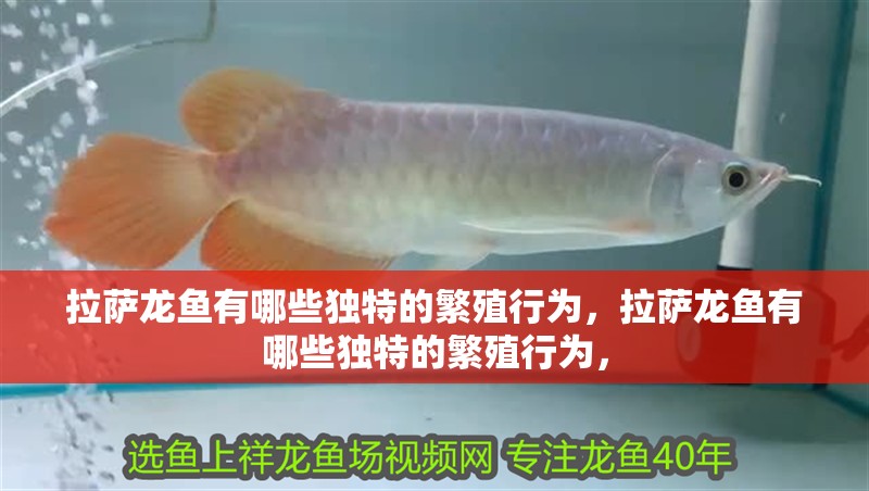 拉薩龍魚有哪些獨特的繁殖行為，拉薩龍魚有哪些獨特的繁殖行為，