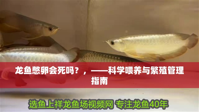 龍魚憋卵會死嗎？，——科學喂養與繁殖管理指南