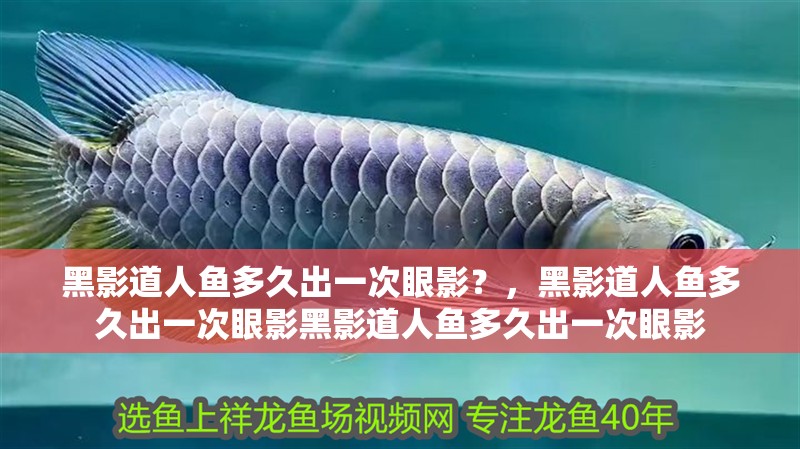 黑影道人魚多久出一次眼影？，黑影道人魚多久出一次眼影黑影道人魚多久出一次眼影