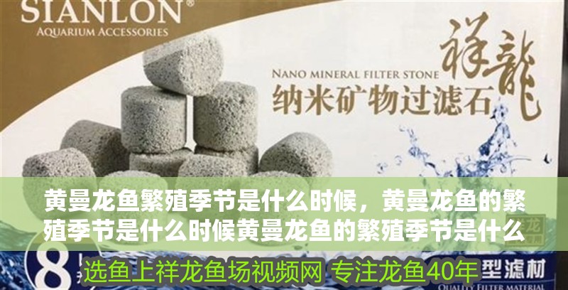 黃曼龍魚(yú)繁殖季節(jié)是什么時(shí)候,黃曼龍魚(yú)的繁殖季節(jié)是什么時(shí)候黃曼龍魚(yú)的繁殖季節(jié)是什么時(shí)候