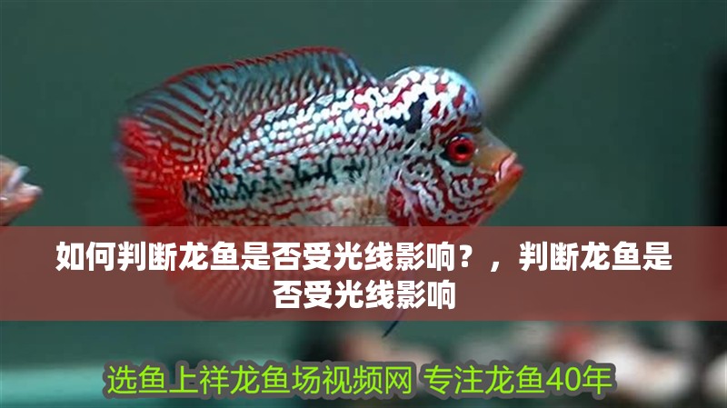 如何判斷龍魚是否受光線影響？，判斷龍魚是否受光線影響