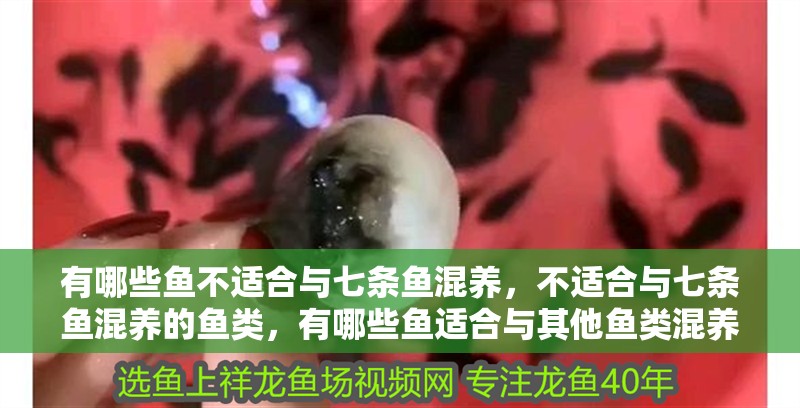 有哪些魚不適合與七條魚混養，不適合與七條魚混養的魚類，有哪些魚適合與其他魚類混養