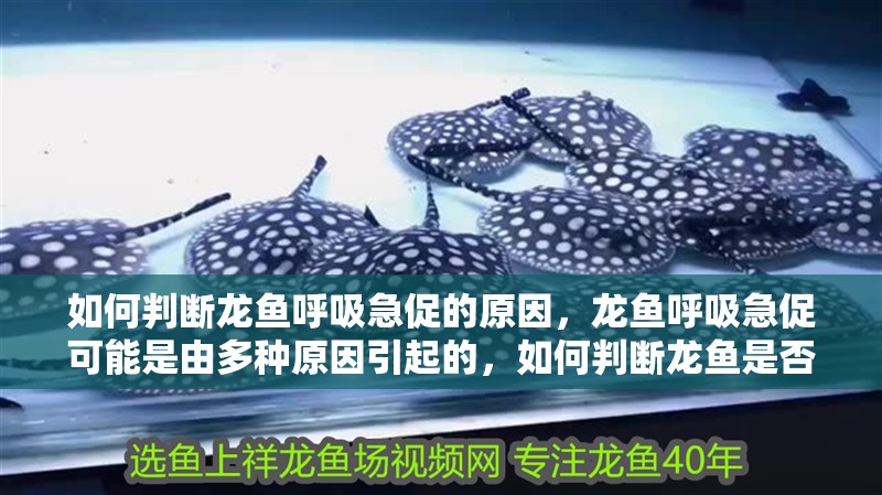 如何判斷龍魚呼吸急促的原因，龍魚呼吸急促可能是由多種原因引起的，如何判斷龍魚是否缺氧