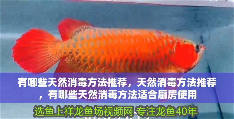 有哪些天然消毒方法推薦，天然消毒方法推薦，有哪些天然消毒方法適合廚房使用