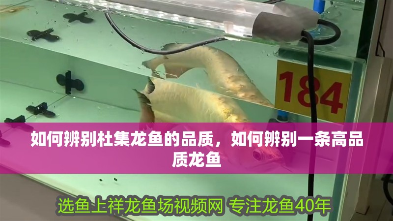 如何辨別杜集龍魚的品質，如何辨別一條高品質龍魚