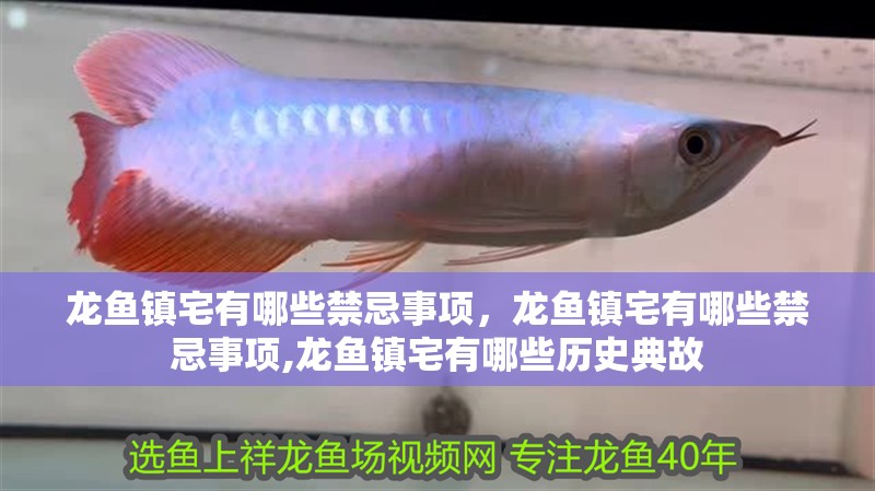 龍魚鎮宅有哪些禁忌事項,龍魚鎮宅有哪些禁忌事項,龍魚鎮宅有哪些歷史典故