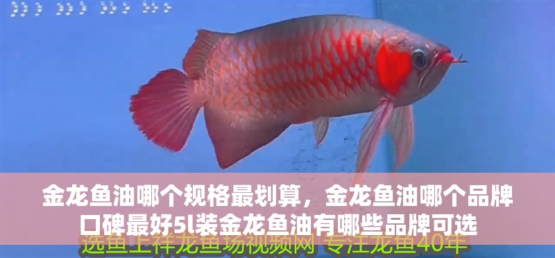 金龍魚油哪個規格最劃算，金龍魚油哪個品牌口碑最好5l裝金龍魚油有哪些品牌可選