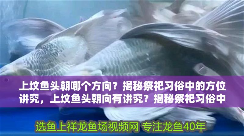 上墳魚頭朝哪個方向？揭秘祭祀習俗中的方位講究，上墳魚頭朝向有講究？揭秘祭祀習俗中的方位寓意