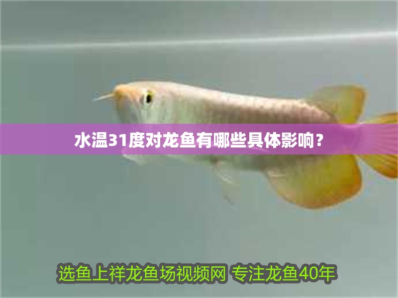 水溫31度對龍魚有哪些具體影響？