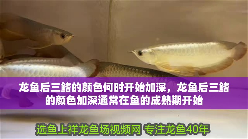龍魚后三鰭的顏色何時開始加深，龍魚后三鰭的顏色加深通常在魚的成熟期開始