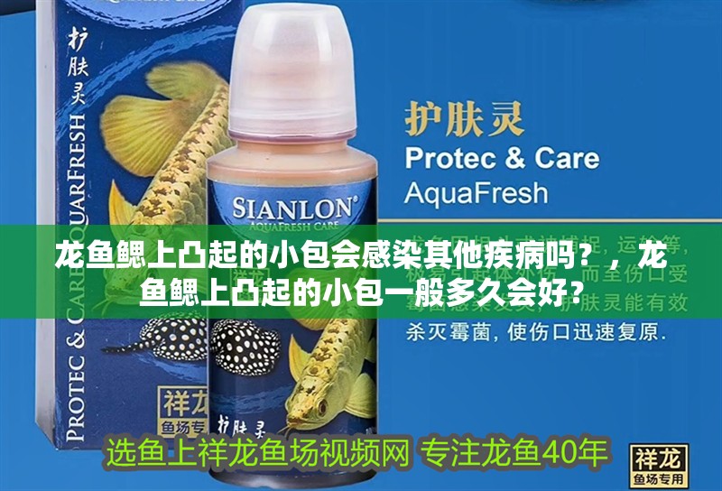 龍魚鰓上凸起的小包會感染其他疾病嗎？，龍魚鰓上凸起的小包一般多久會好？
