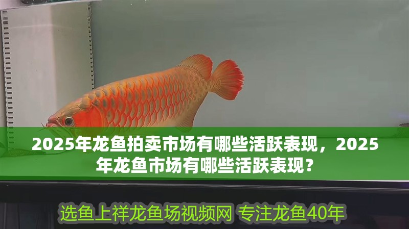 2025年龍魚拍賣市場有哪些活躍表現，2025年龍魚市場有哪些活躍表現？