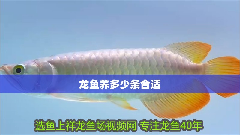 龍魚養(yǎng)多少條合適