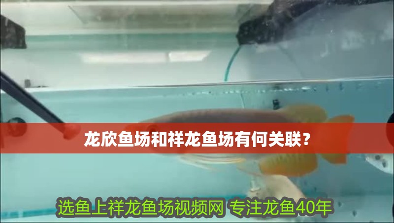 龍欣魚場和祥龍魚場有何關聯?