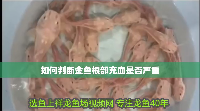 如何判斷金魚根部充血是否嚴(yán)重