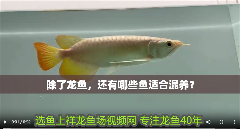 除了龍魚，還有哪些魚適合混養？