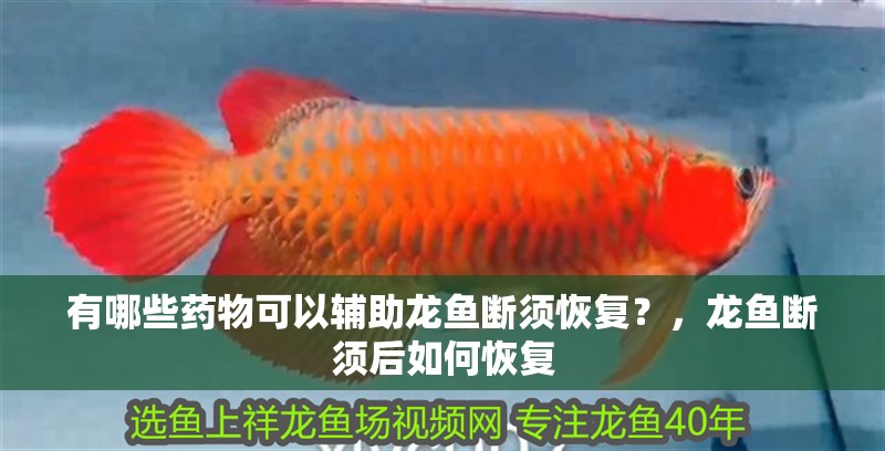 有哪些藥物可以輔助龍魚斷須恢復(fù)?,龍魚斷須后如何恢復(fù)