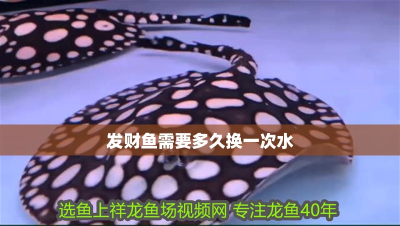 發財魚需要多久換一次水