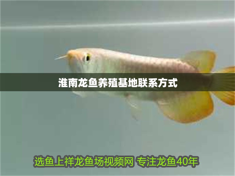 淮南龍魚養殖基地聯系方式