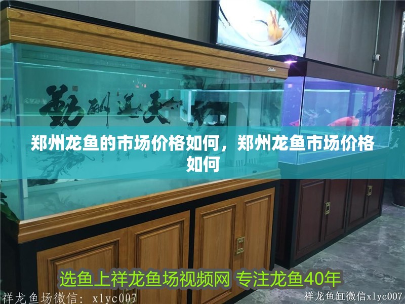 鄭州龍魚的市場價格如何，鄭州龍魚市場價格如何