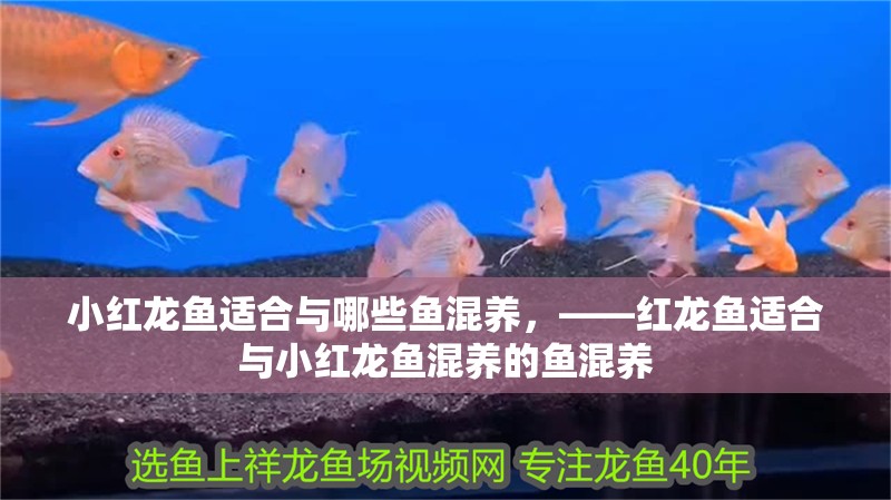 小紅龍魚適合與哪些魚混養，——紅龍魚適合與小紅龍魚混養的魚混養