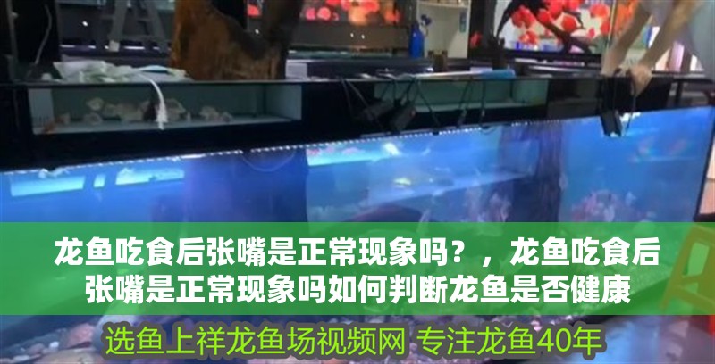 龍魚吃食后張嘴是正常現象嗎?,龍魚吃食后張嘴是正常現象嗎如何判斷龍魚是否健康