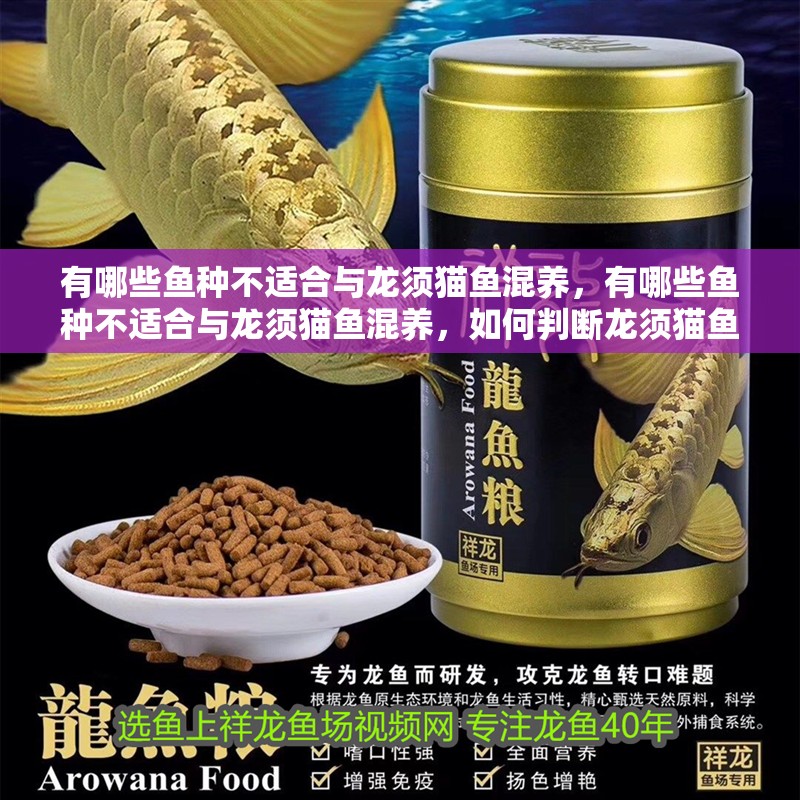 有哪些魚種不適合與龍須貓魚混養(yǎng)，有哪些魚種不適合與龍須貓魚混養(yǎng)，如何判斷龍須貓魚是否受到威脅