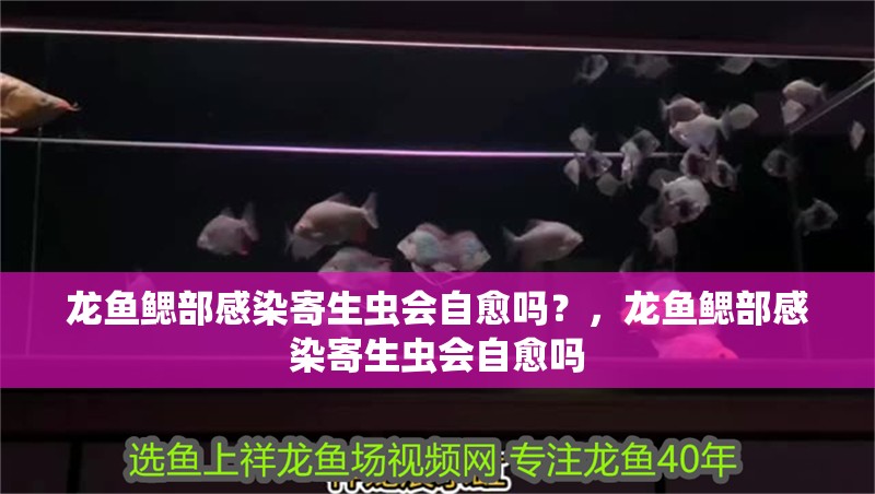 龍魚鰓部感染寄生蟲會自愈嗎?,龍魚鰓部感染寄生蟲會自愈嗎