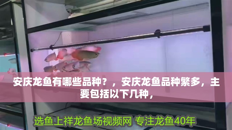安慶龍魚有哪些品種？，安慶龍魚品種繁多，主要包括以下幾種，