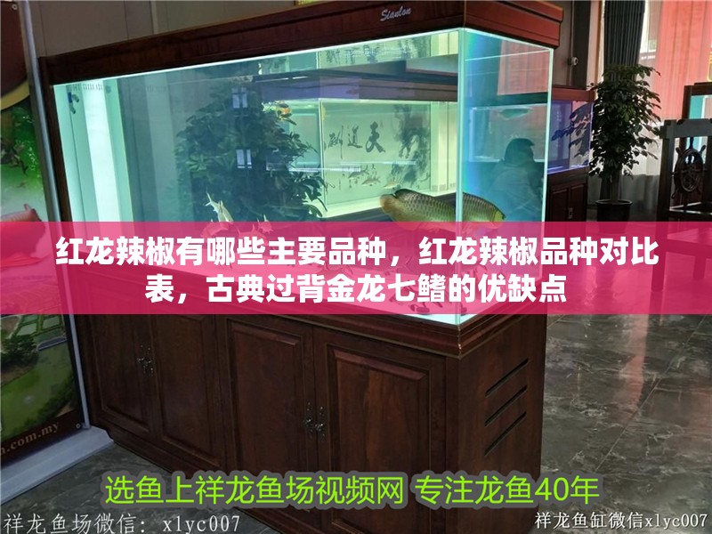 紅龍辣椒有哪些主要品種，紅龍辣椒品種對比表，古典過背金龍七鰭的優(yōu)缺點