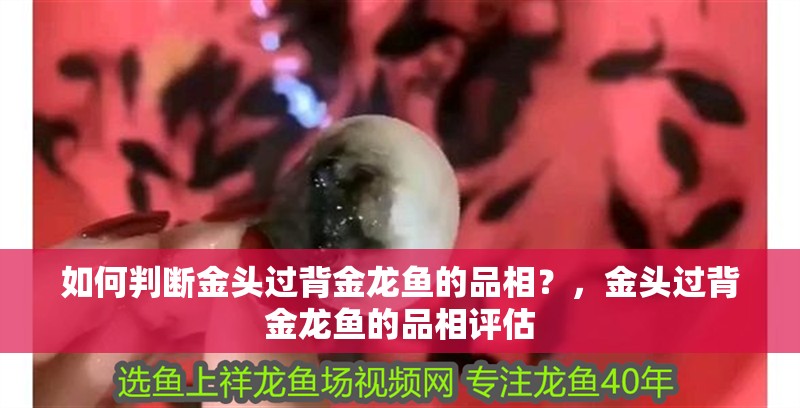 如何判斷金頭過背金龍魚的品相？，金頭過背金龍魚的品相評估