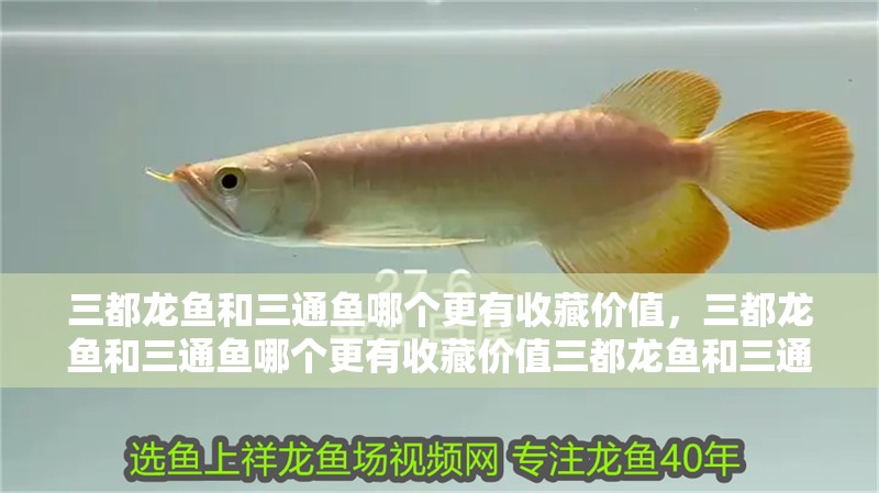 三都龍魚和三通魚哪個更有收藏價值,三都龍魚和三通魚哪個更有收藏價值三都龍魚和三通魚哪個更受歡迎
