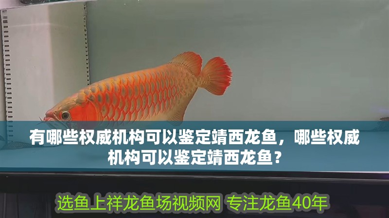 有哪些權(quán)威機(jī)構(gòu)可以鑒定靖西龍魚(yú)，哪些權(quán)威機(jī)構(gòu)可以鑒定靖西龍魚(yú)？