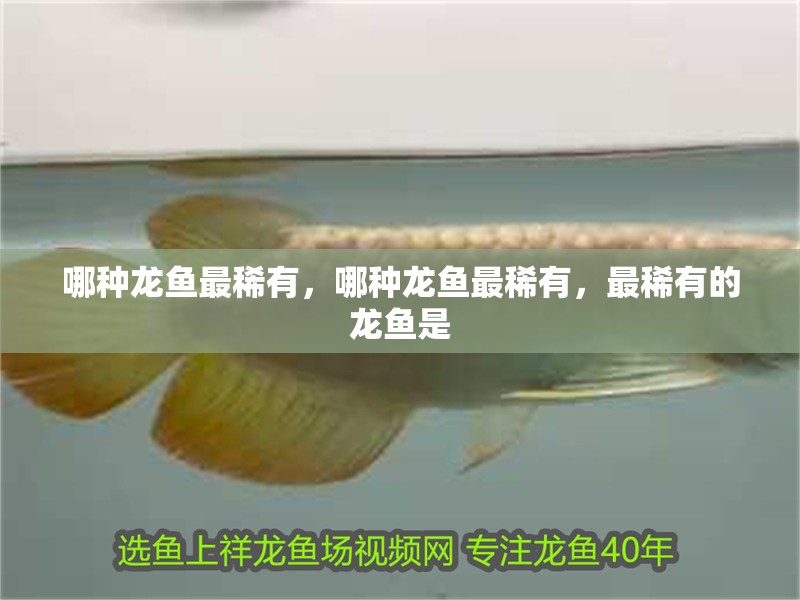 哪種龍魚最稀有，哪種龍魚最稀有，最稀有的龍魚是