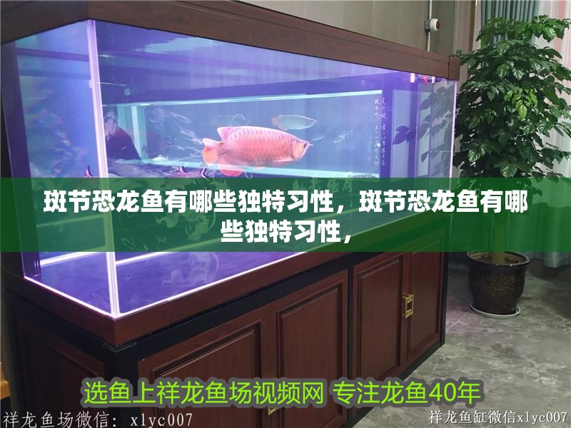 斑節(jié)恐龍魚有哪些獨特習性，斑節(jié)恐龍魚有哪些獨特習性，