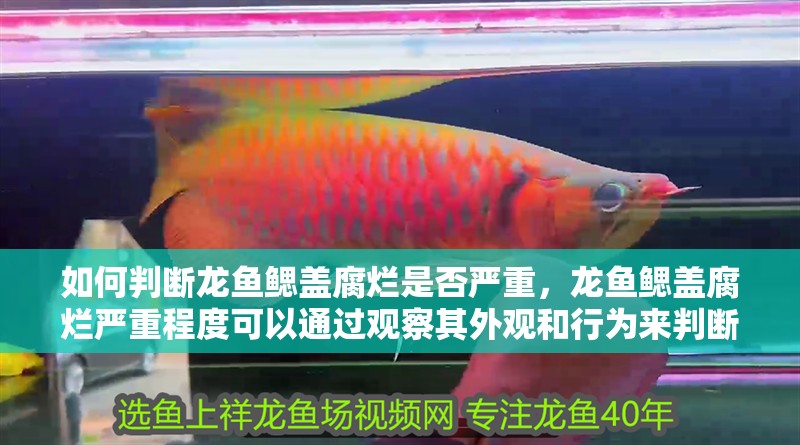 如何判斷龍魚鰓蓋腐爛是否嚴重,龍魚鰓蓋腐爛嚴重程度可以通過觀察其外觀和行為來判斷