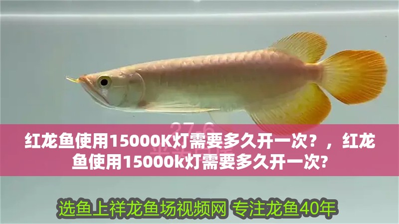 紅龍魚使用15000K燈需要多久開一次?,紅龍魚使用15000k燈需要多久開一次?