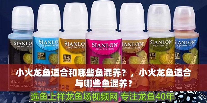 小火龍魚適合和哪些魚混養(yǎng)?,小火龍魚適合與哪些魚混養(yǎng)?