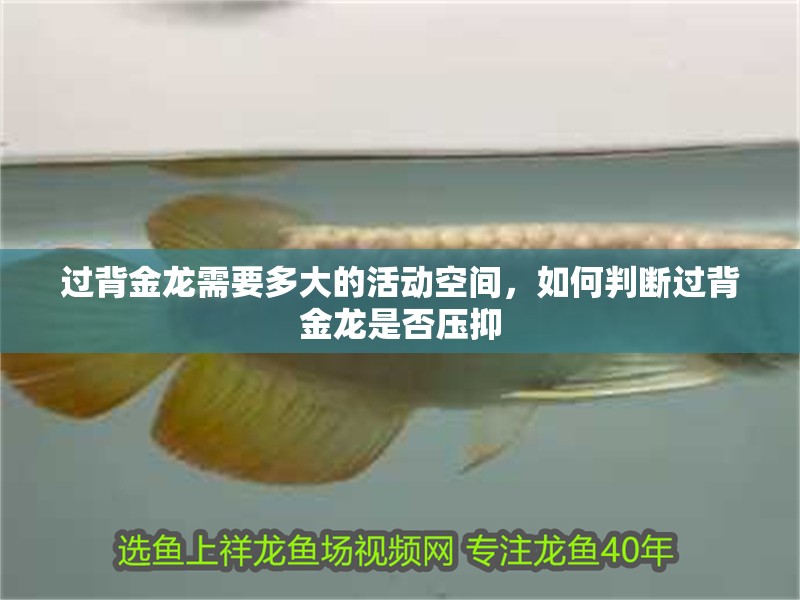 過背金龍需要多大的活動空間，如何判斷過背金龍是否壓抑