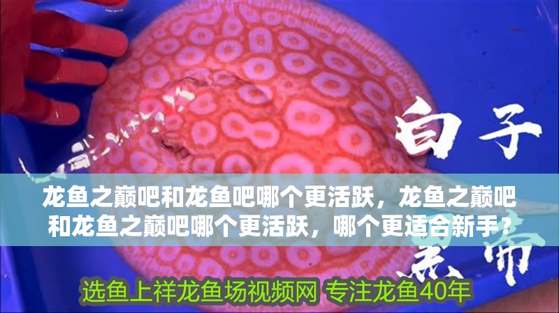 龍魚之巔吧和龍魚吧哪個更活躍，龍魚之巔吧和龍魚之巔吧哪個更活躍，哪個更適合新手？