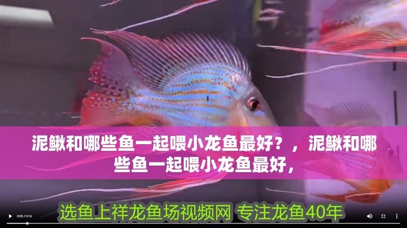 泥鰍和哪些魚一起喂小龍魚最好？，泥鰍和哪些魚一起喂小龍魚最好，