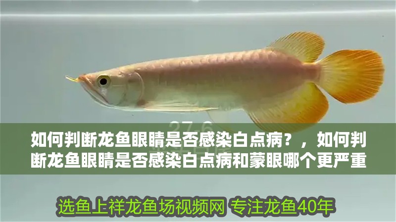 如何判斷龍魚眼睛是否感染白點(diǎn)病？，如何判斷龍魚眼睛是否感染白點(diǎn)病和蒙眼哪個(gè)更嚴(yán)重