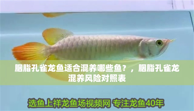 胭脂孔雀龍魚適合混養(yǎng)哪些魚?,胭脂孔雀龍混養(yǎng)風(fēng)險(xiǎn)對(duì)照表