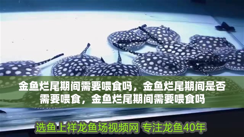 金魚爛尾期間需要喂食嗎，金魚爛尾期間是否需要喂食，金魚爛尾期間需要喂食嗎