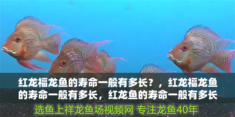 紅龍福龍魚的壽命一般有多長?,紅龍福龍魚的壽命一般有多長,紅龍魚的壽命一般有多長