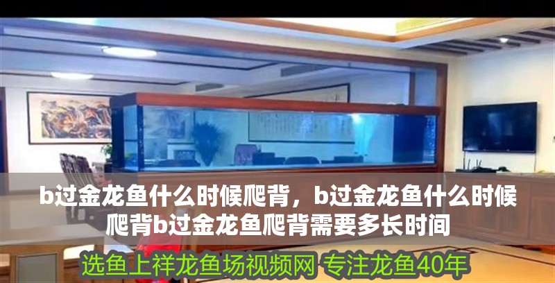 b過金龍魚什么時候爬背，b過金龍魚什么時候爬背b過金龍魚爬背需要多長時間